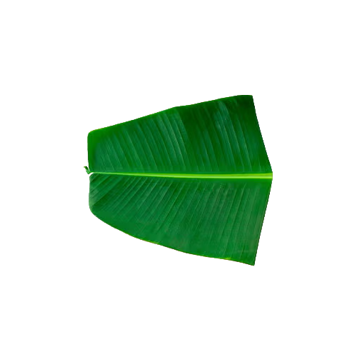 HOJA DE PLATANO